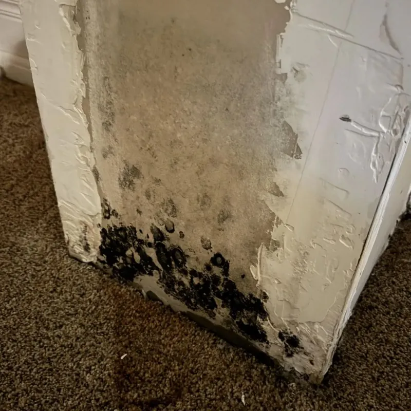 Professional Mold Removal in Halifax, NC